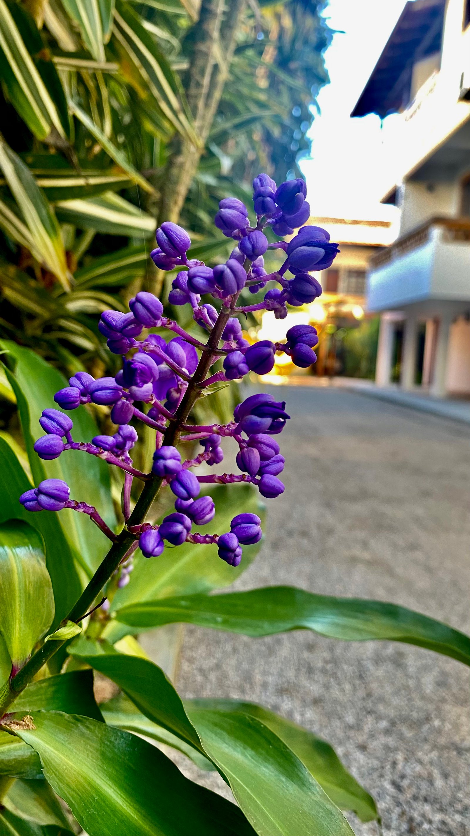 Jardim com Redes 2