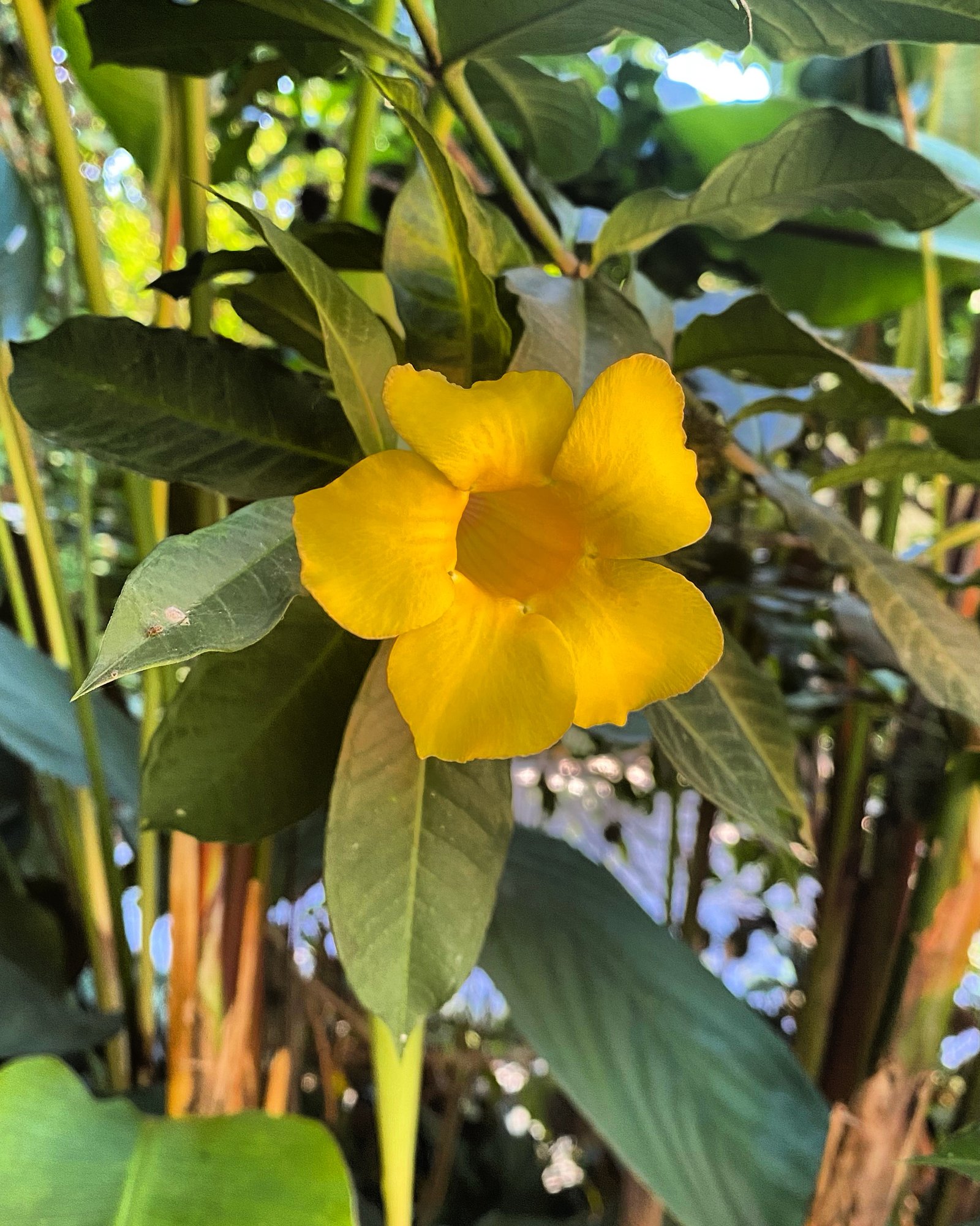 Hotel Natur Campeche - Foto 26