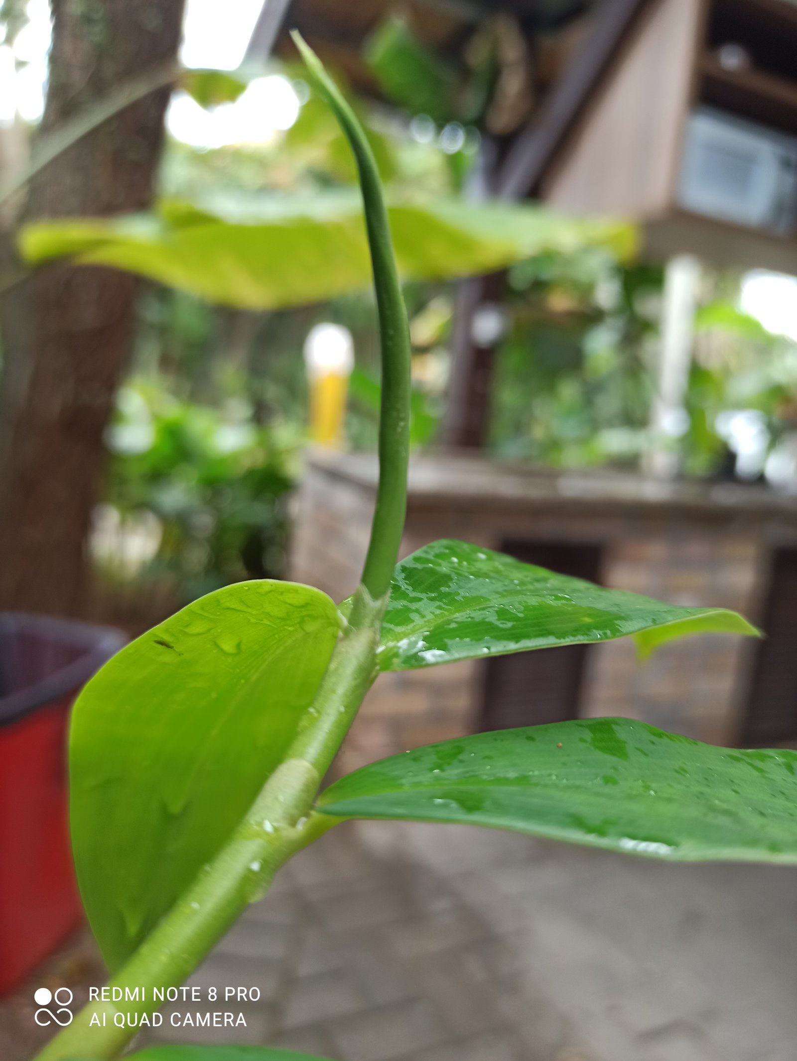 Hotel Natur Campeche - Foto 40