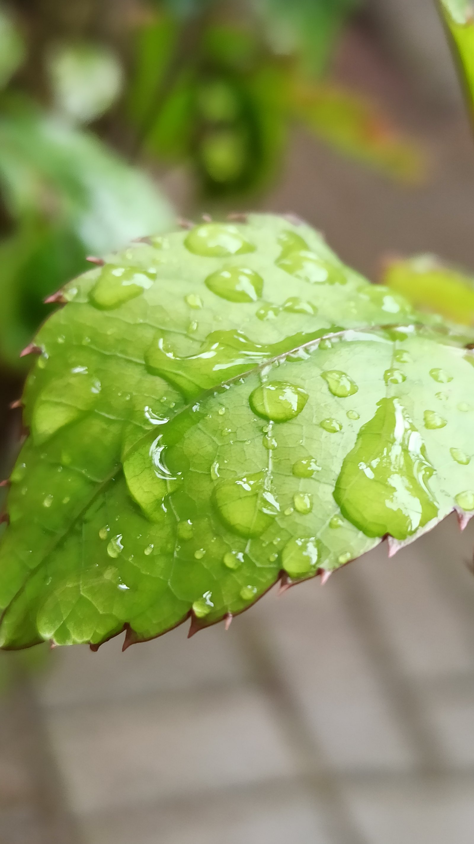 Hotel Natur Campeche - Foto 45