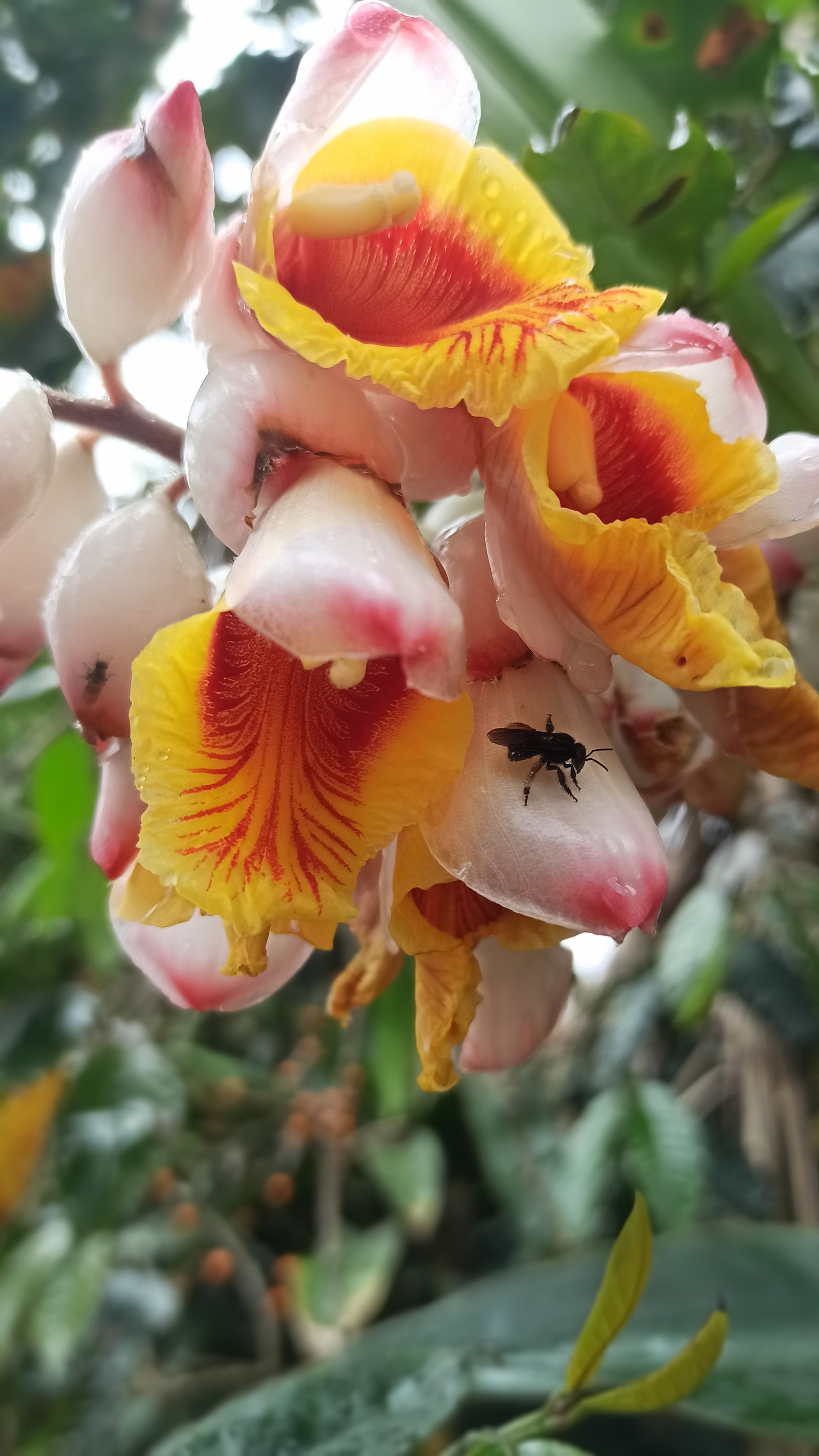 Hotel Natur Campeche - Foto 46