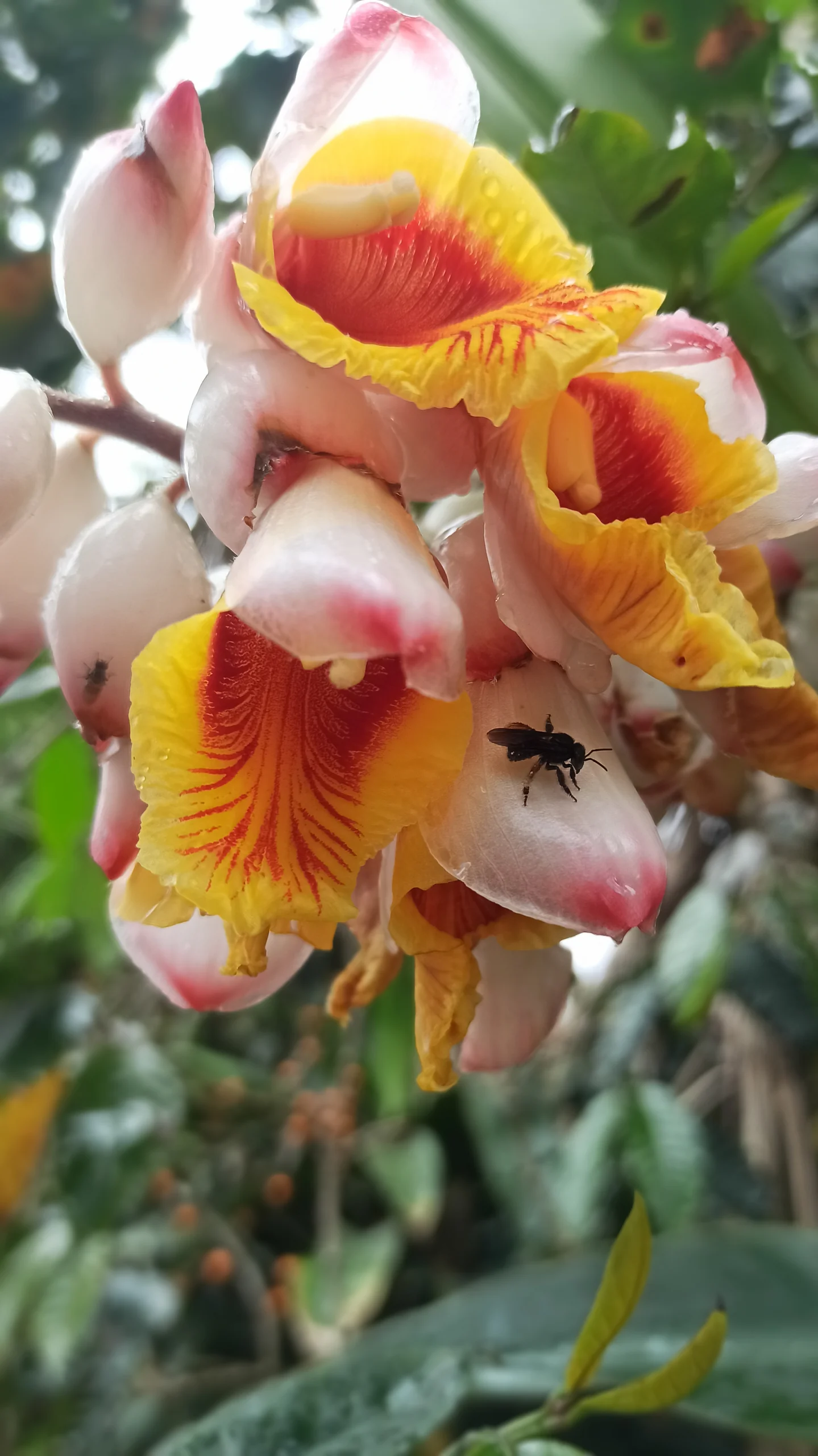 Hotel Natur Campeche - Foto 46