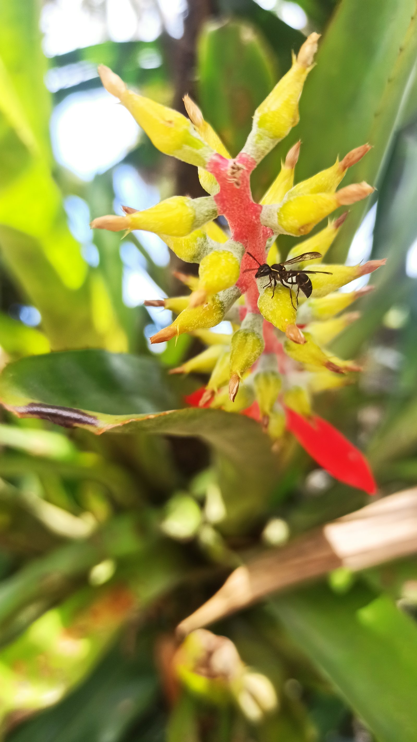 Hotel Natur Campeche - Foto 56