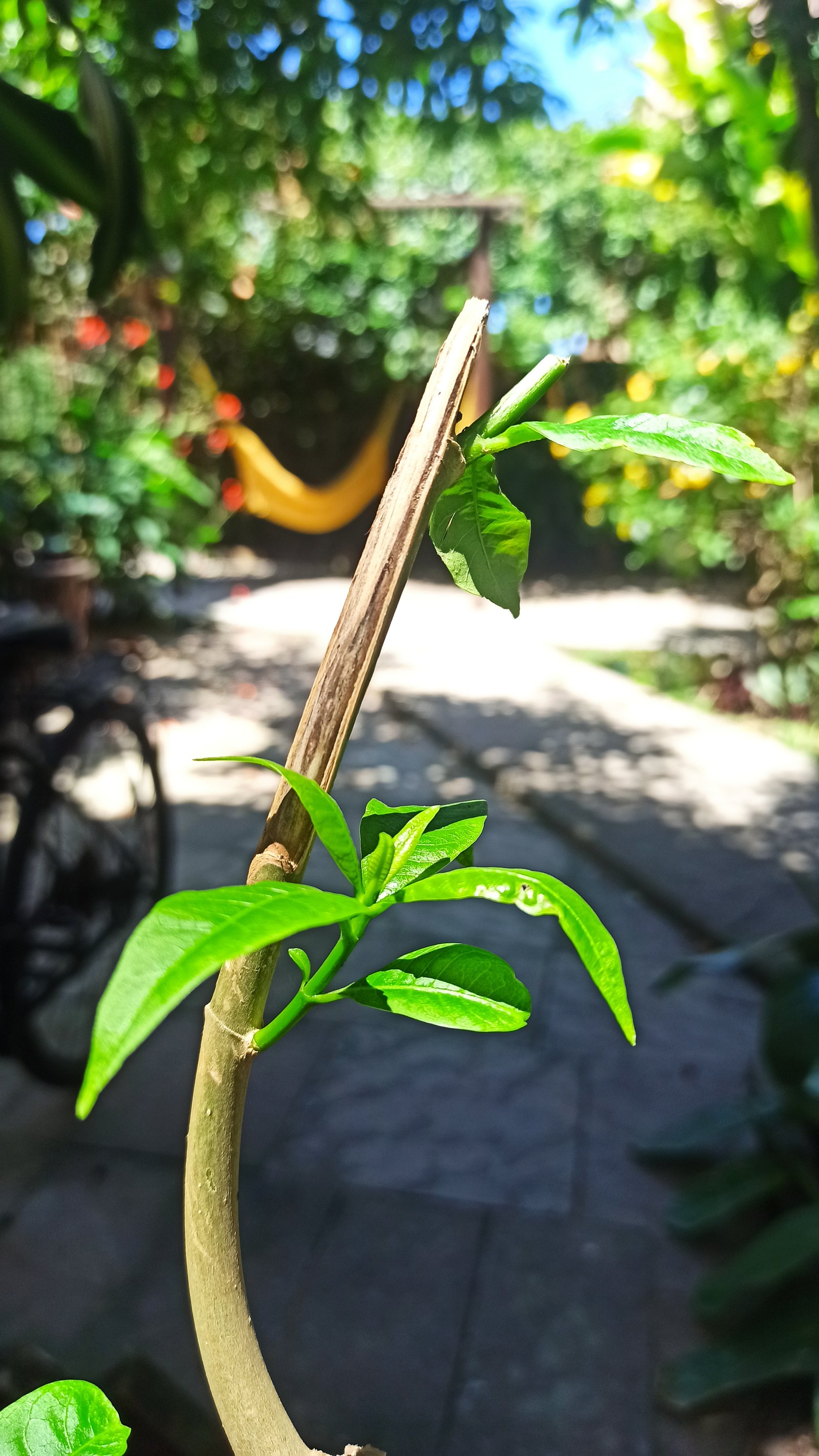 Hotel Natur Campeche - Foto 59