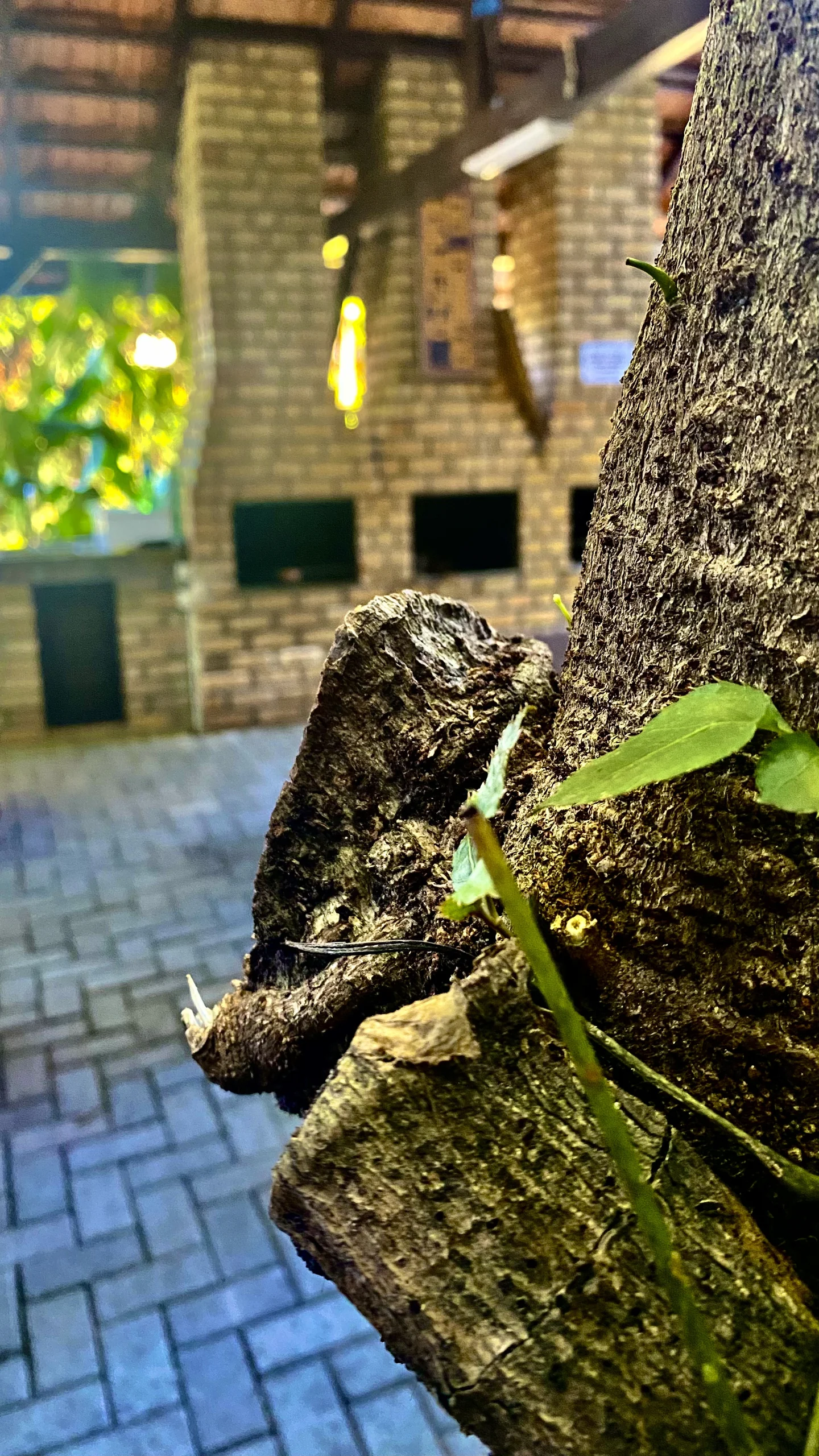 Hotel Natur Campeche - Foto 71