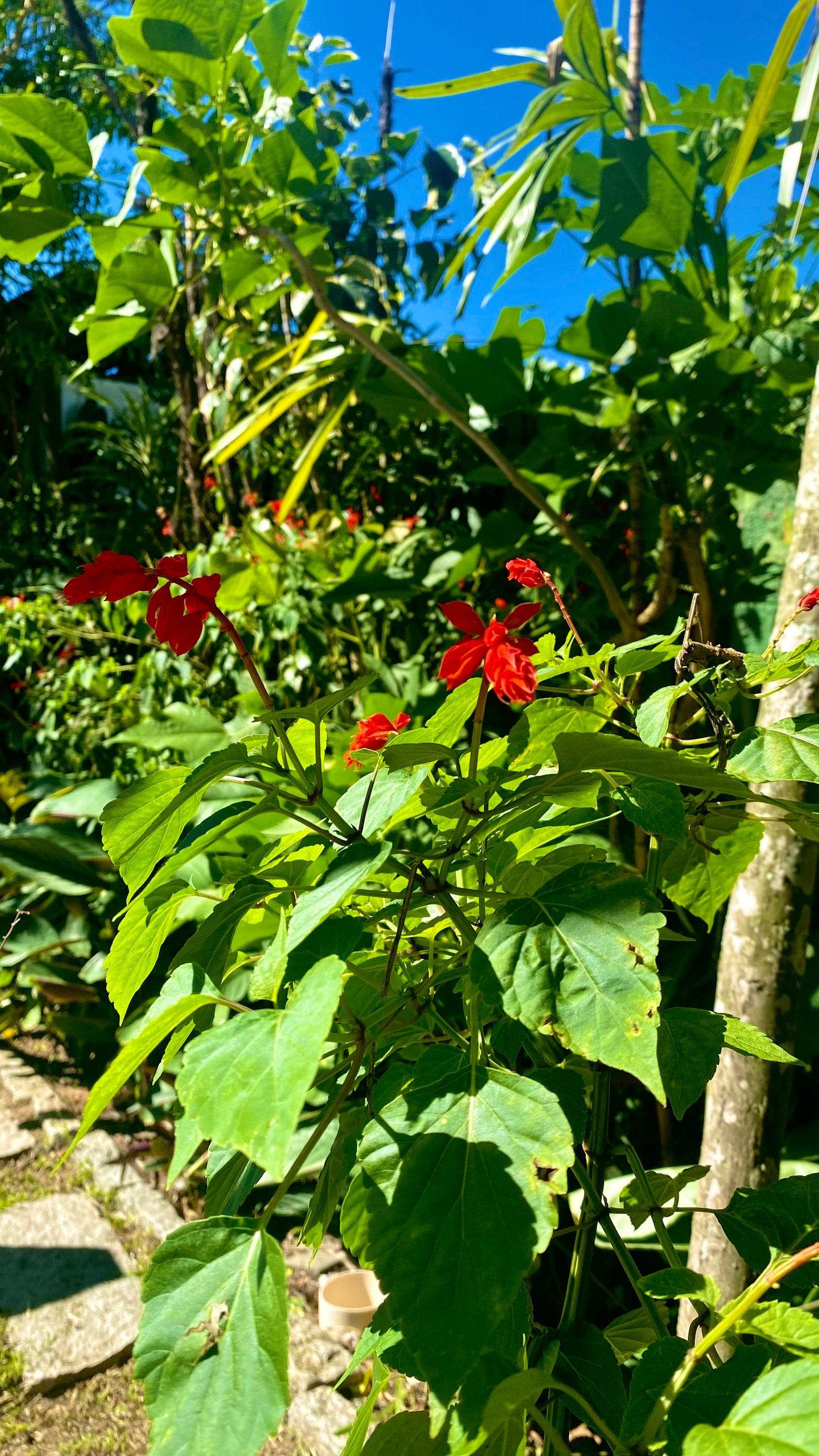 Hotel Natur Campeche - Foto 72