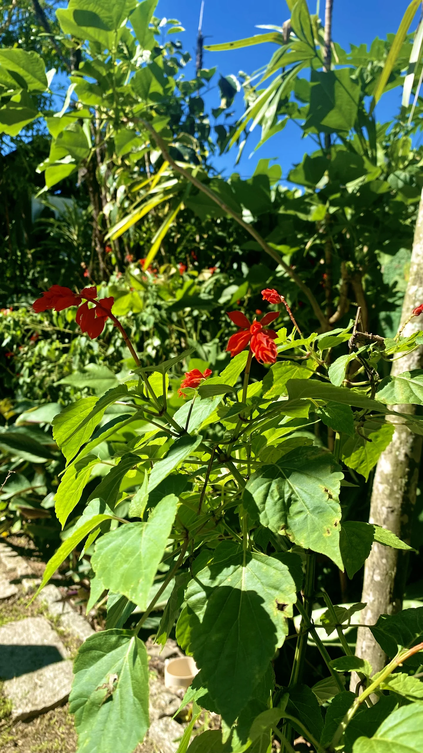Hotel Natur Campeche - Foto 72