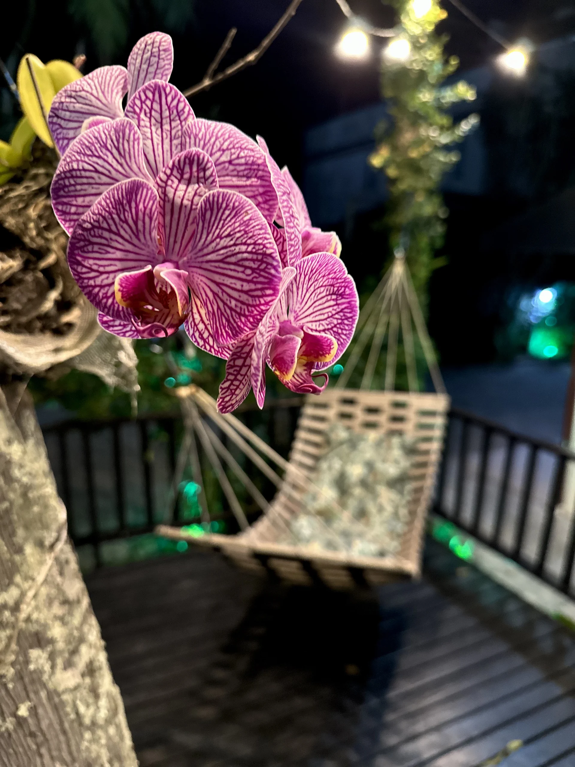 Jardim com redes do Hotel Natur Campeche 5